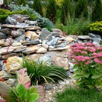 beautiful tall conifers in the landscape design of the cottage photo