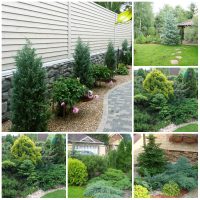 large undersized conifers in the landscape design of a summer cottage