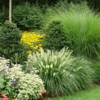 beautiful undersized coniferous flowers in the landscape design of a summer cottage