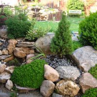 large creeping conifers in the landscape design of a summer cottage photo