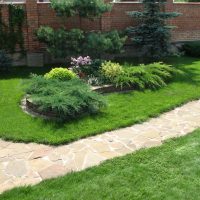 large medium-sized coniferous flowers in the landscape design of a summer cottage photo