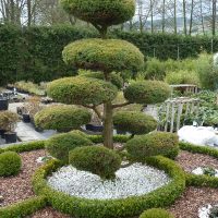 large undersized conifers in the landscape design of the summer cottage photo