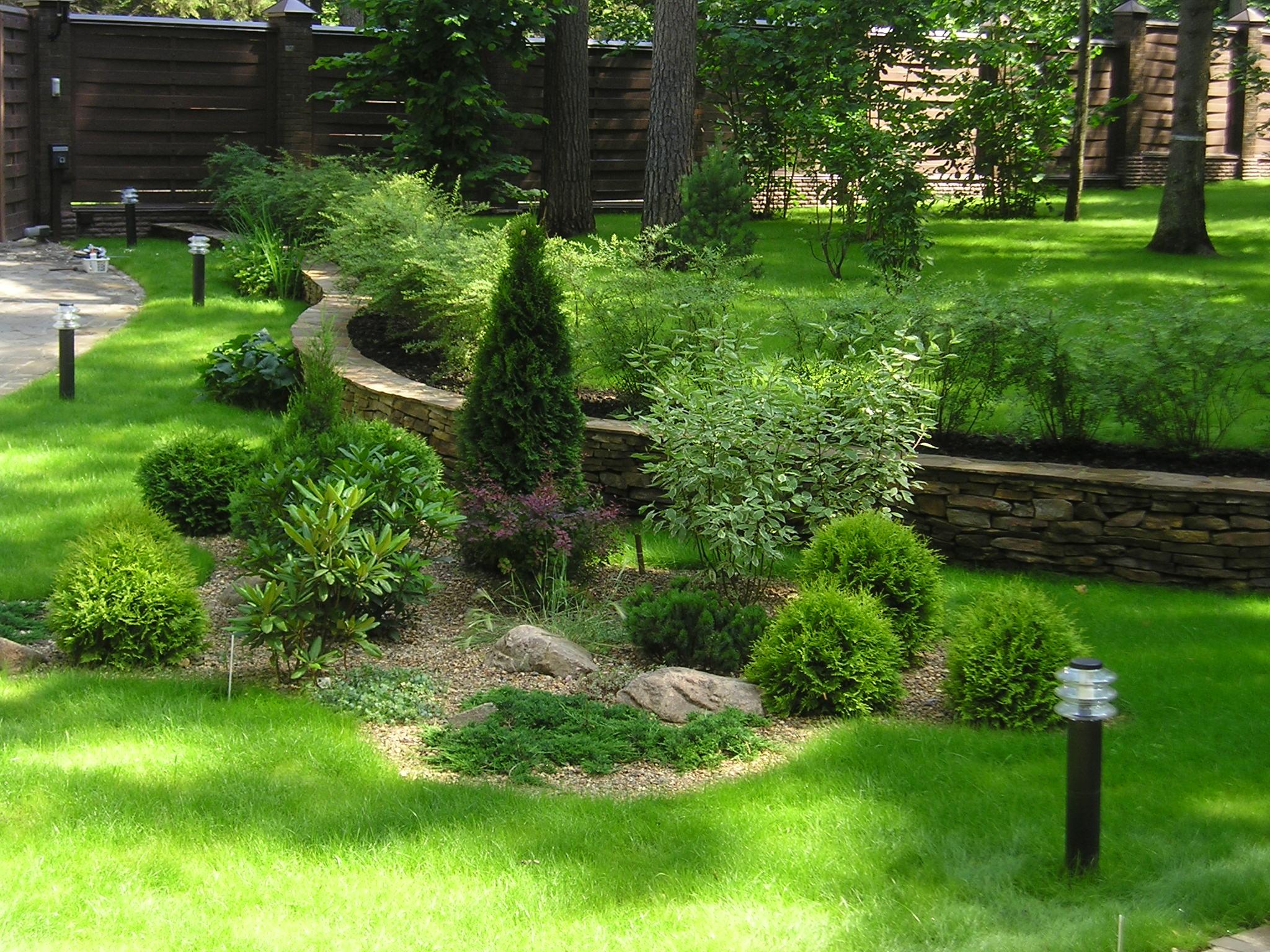 beautiful medium-sized coniferous flowers in the landscaping of a summer cottage