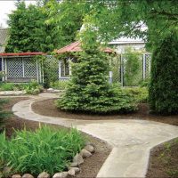 beautiful creeping conifers in the landscape design of the cottage photo