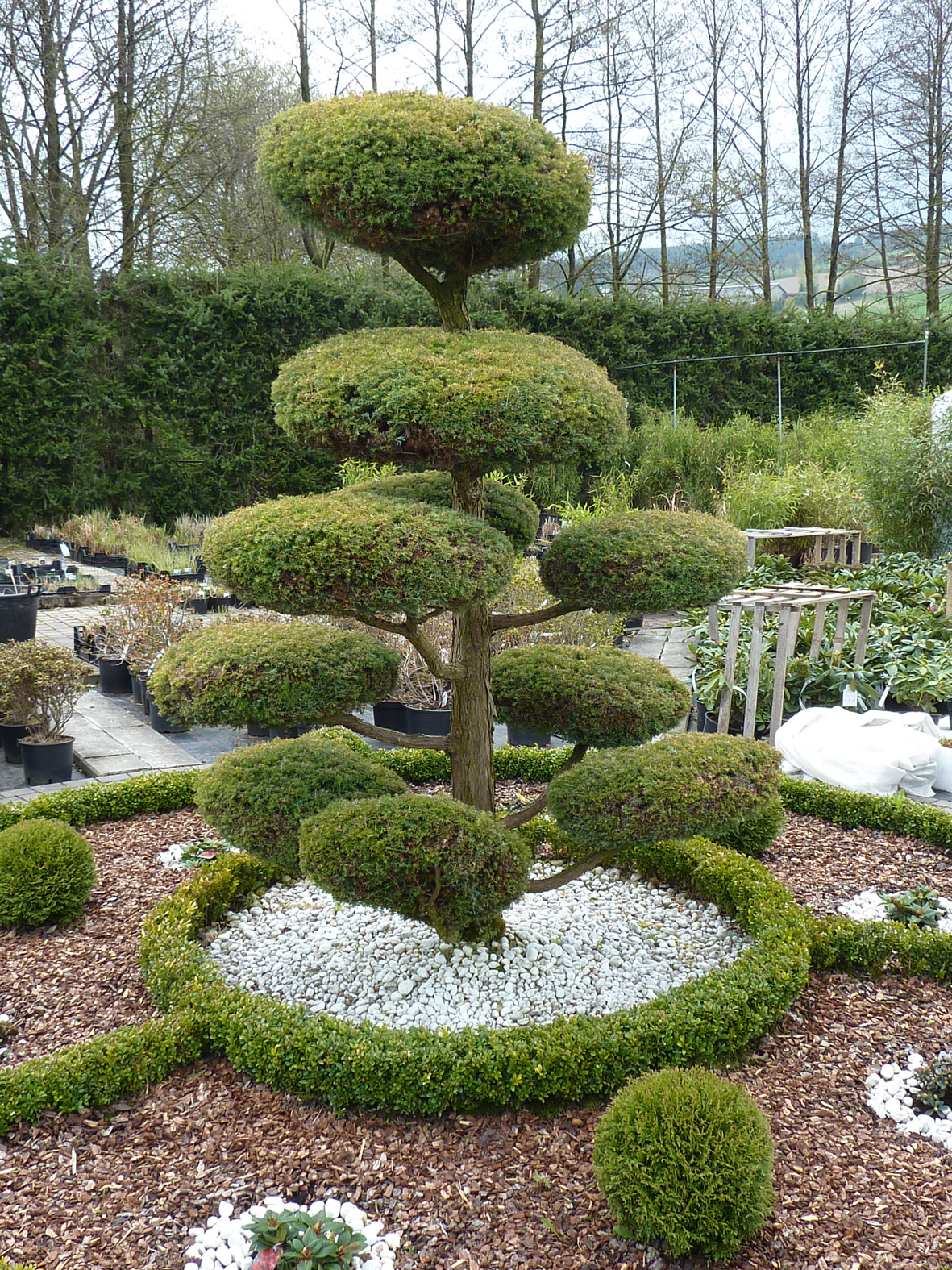 beautiful medium-sized coniferous plants in the landscape design of a summer cottage