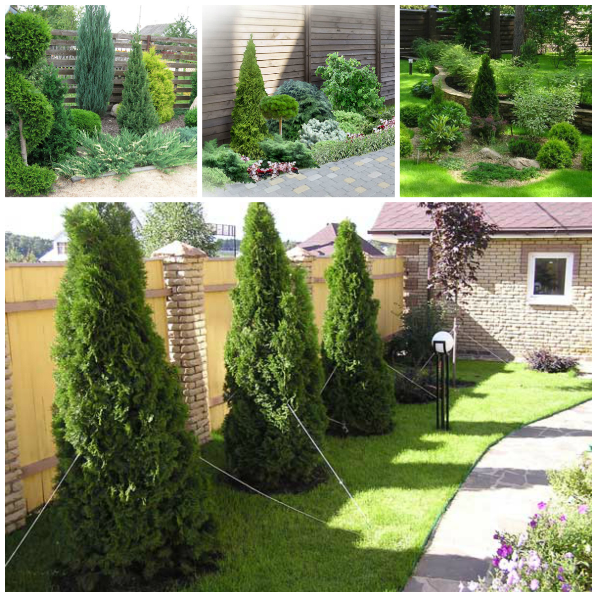 beautiful tall conifers in the landscaping of the cottage