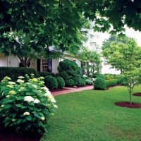 large creeping conifers in the landscape design of the cottage photo