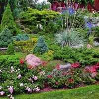 large tall conifers in the landscaping of the cottage