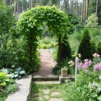 large undersized conifers in the landscape design of the cottage photo