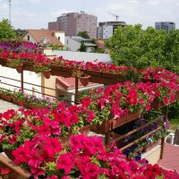 beautiful flowers in the interior of the balcony on the shelves example picture