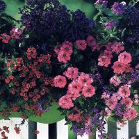 chic flowers in the interior of the balcony on the lintels interior picture