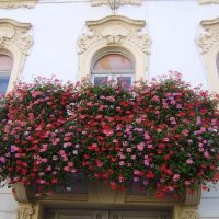 bright flowers on the balcony on the shelves interior photo