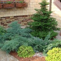 beautiful medium-sized coniferous flowers in the landscape design of a summer cottage photo