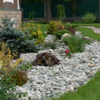 beautiful creeping conifers in the landscape design of a summer cottage picture