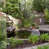 large tall conifers in the landscaping of the cottage photo