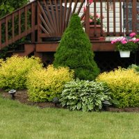 large undersized conifers in the landscape design of the summer cottage photo