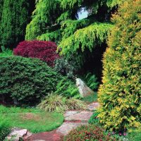 beautiful medium-sized coniferous trees in the landscape design of a summer cottage