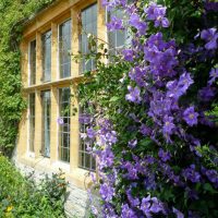 beautiful medium-sized coniferous trees in the landscape design of a summer cottage photo