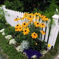 large undersized coniferous flowers in the landscape design of a summer cottage