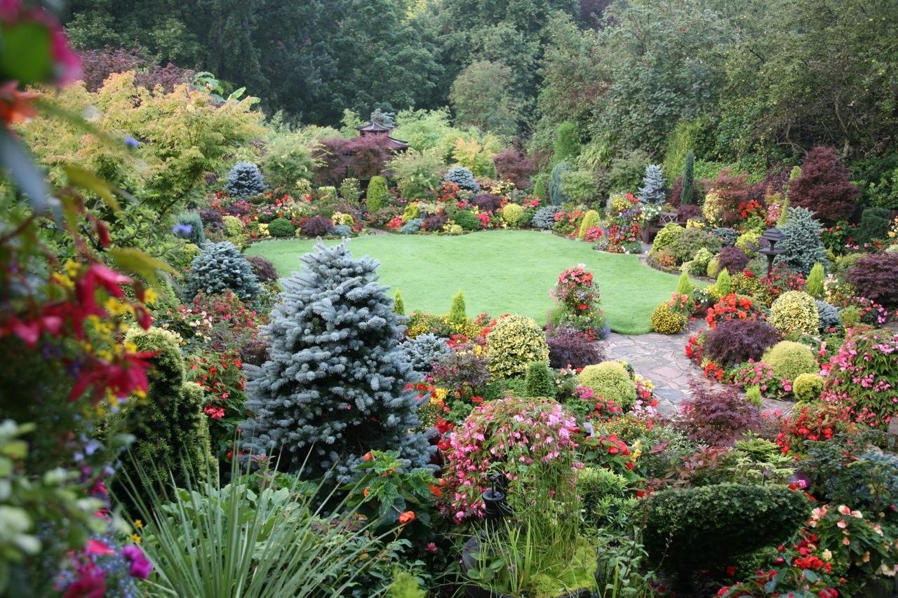 beautiful medium-sized conifers in the landscape design of the summer cottage