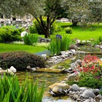 large undersized conifers in the landscape design of a summer cottage photo