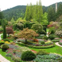 beautiful medium-sized coniferous plants in the landscape design of a summer cottage photo