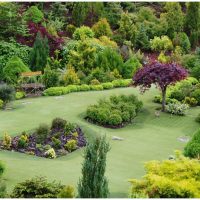 beautiful creeping coniferous flowers in the landscape design of a summer cottage photo