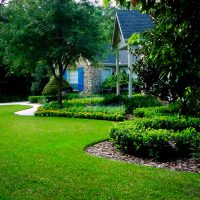 large creeping conifers in the landscape design of the cottage