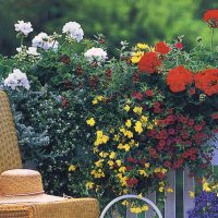 beautiful flowers in the interior of the balcony on the shelves example picture