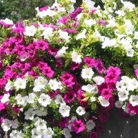 chic flowers on the balcony on the lintels design picture