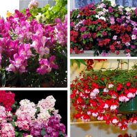 bright flowers in the interior of the balcony on the jumpers example picture