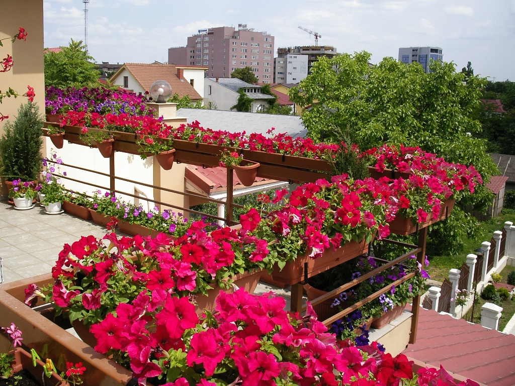 beautiful flowers on the balcony shelves design