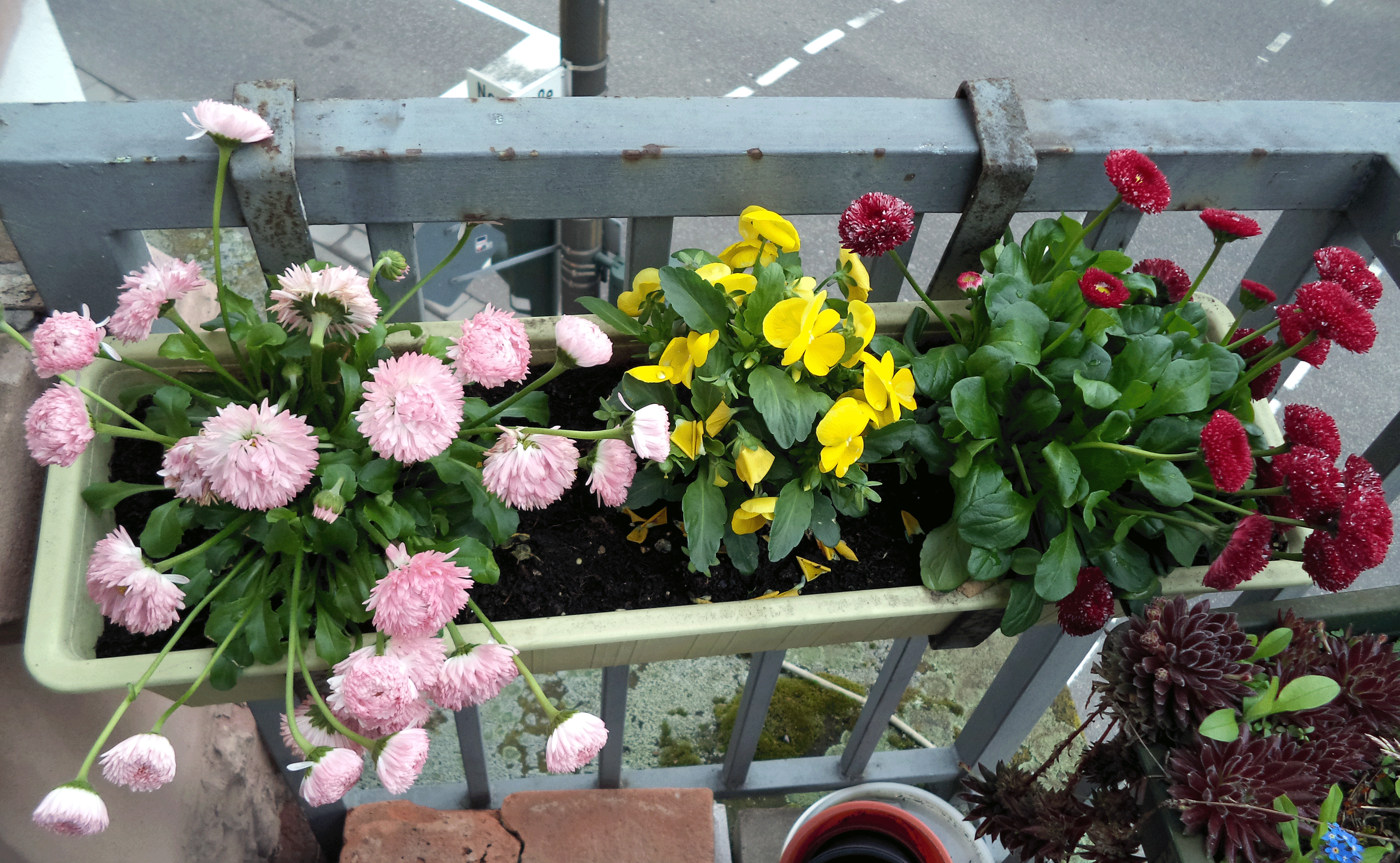 chic flowers on the balcony on the shelves interior