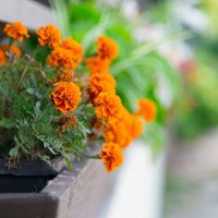 beautiful flowers in the interior of the balcony on the shelves interior picture