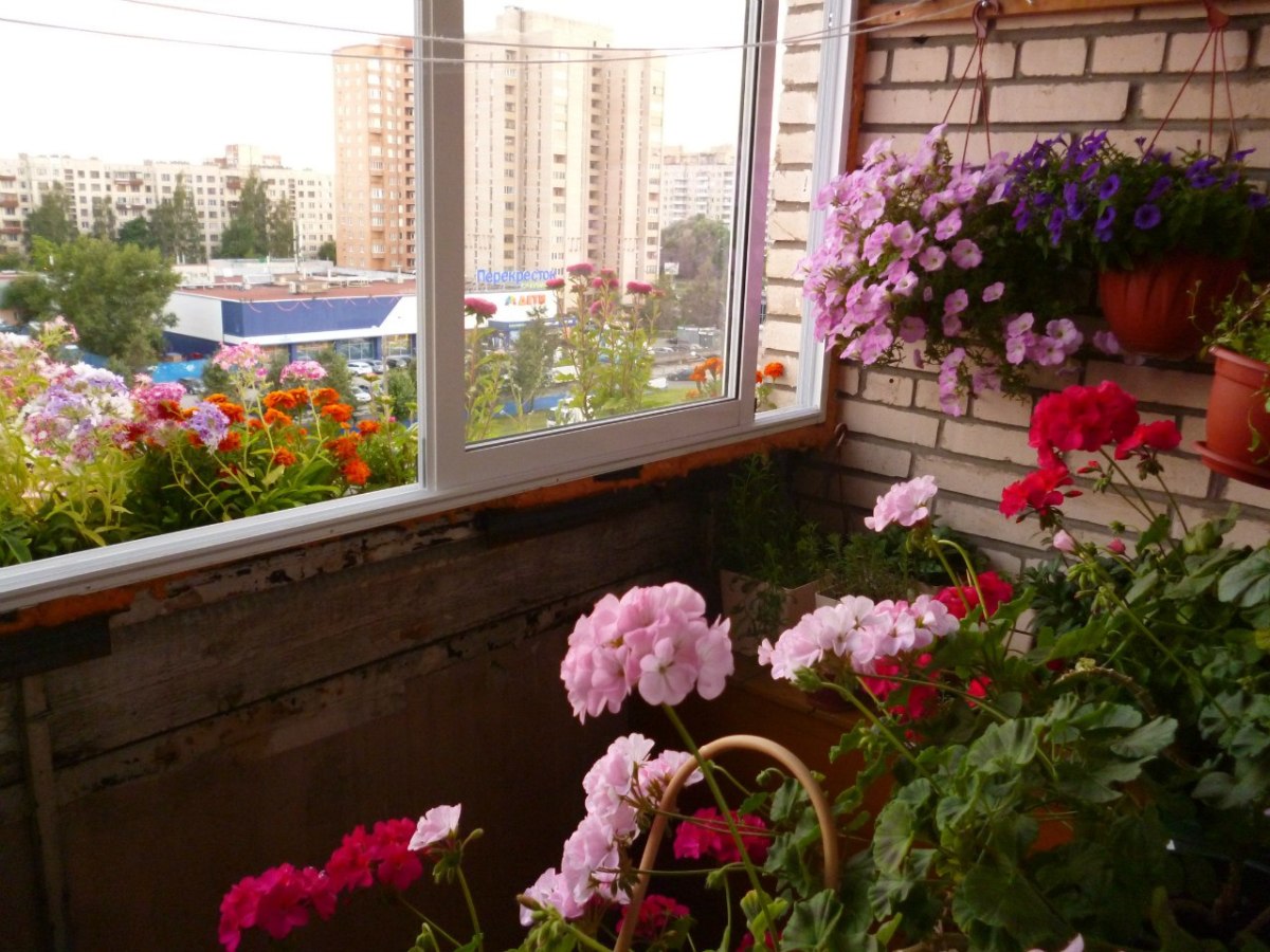 beautiful flowers in the interior of the balcony on the shelves example