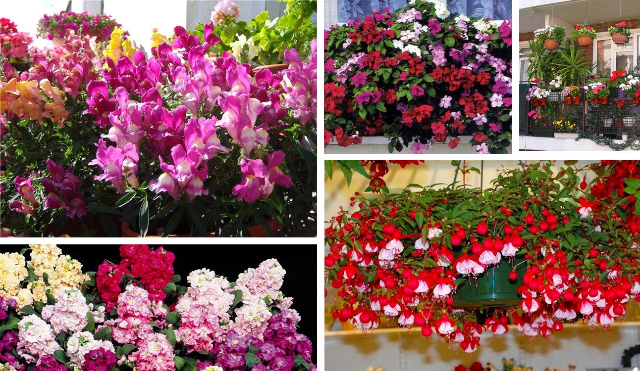 bright flowers in the interior of the balcony on the shelves