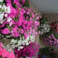 chic flowers on the balcony on the shelves design photo