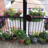 bright flowers in the interior of the balcony on the shelves design photo