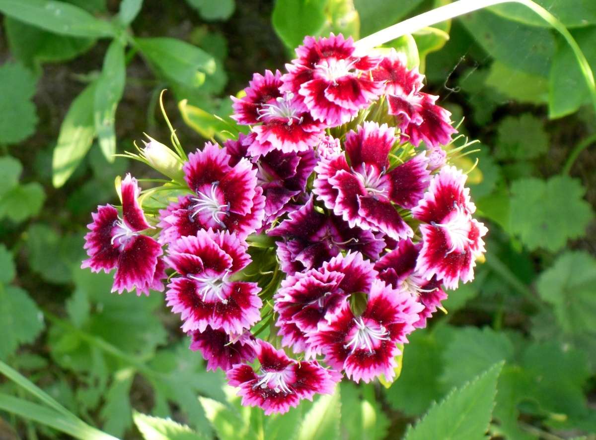 small bright flowers in the landscape design of a country house