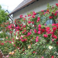 big beautiful flowers in the landscape design of a country house photo