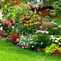 small unusual flowers in landscaping cottages picture