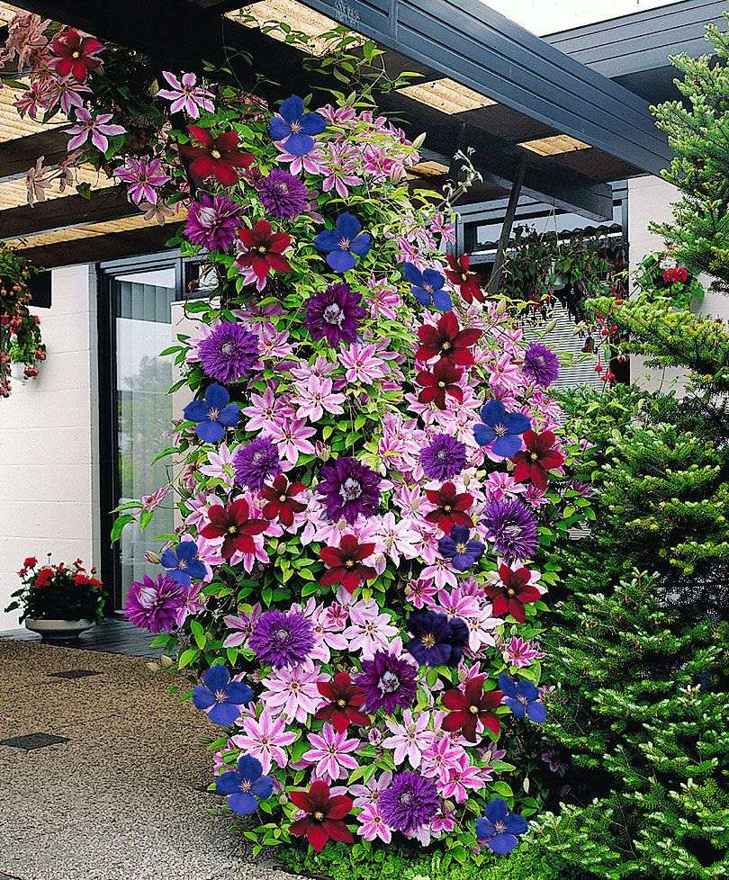 زهور مشرقة صغيرة في تصميم المناظر الطبيعية من flowerbed