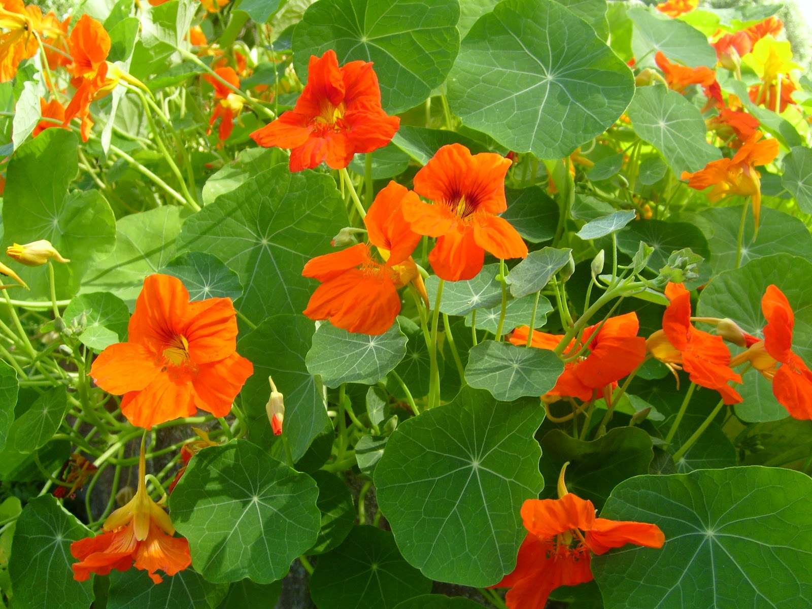 large bright flowers in the landscaping of the cottage