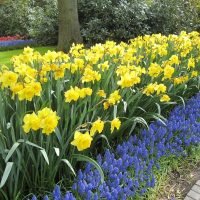 big unusual flowers in landscaping cottages picture