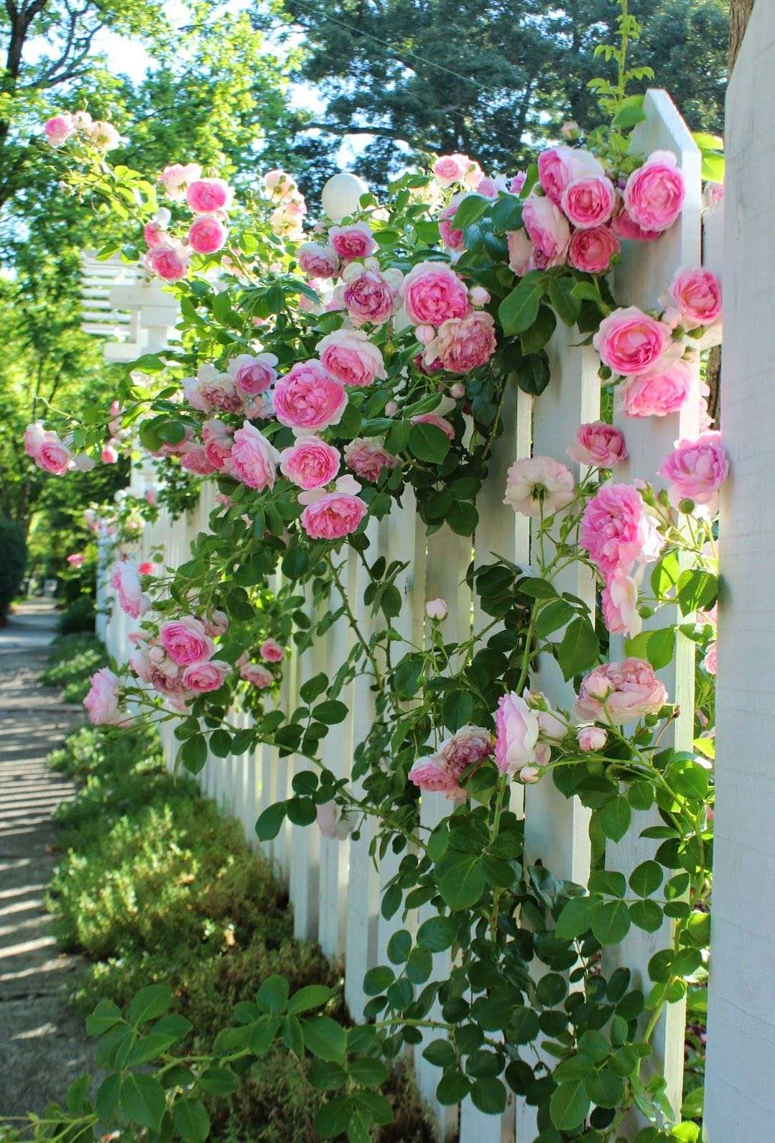 small unusual flowers in a rosary landscaping