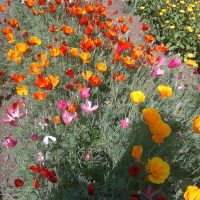 small bright flowers in landscaping flower beds photo