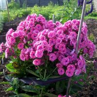 small bright flowers landscaping rosary photo