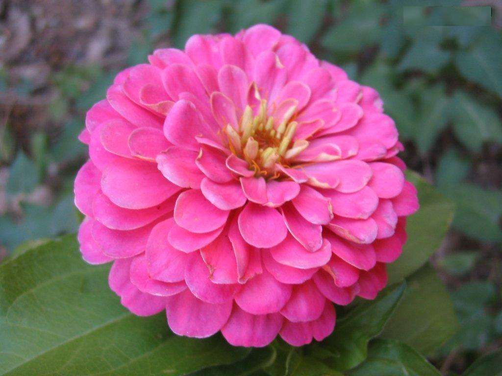 small vibrant flowers in a rosary landscaping