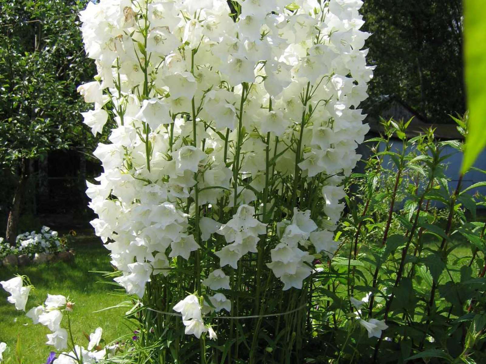 small bright flowers in a flowerbed landscaping