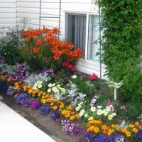 beautiful creation of the design of a summer cottage with stones photo